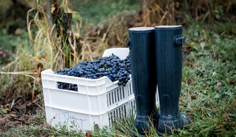 Qualitätsbewusster Weinbau Qualitätsbewusster Weinbau